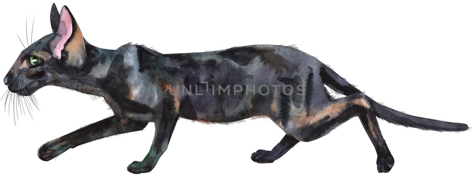 Watercolor oriental black cat. Painting animal illustration by NataOmsk