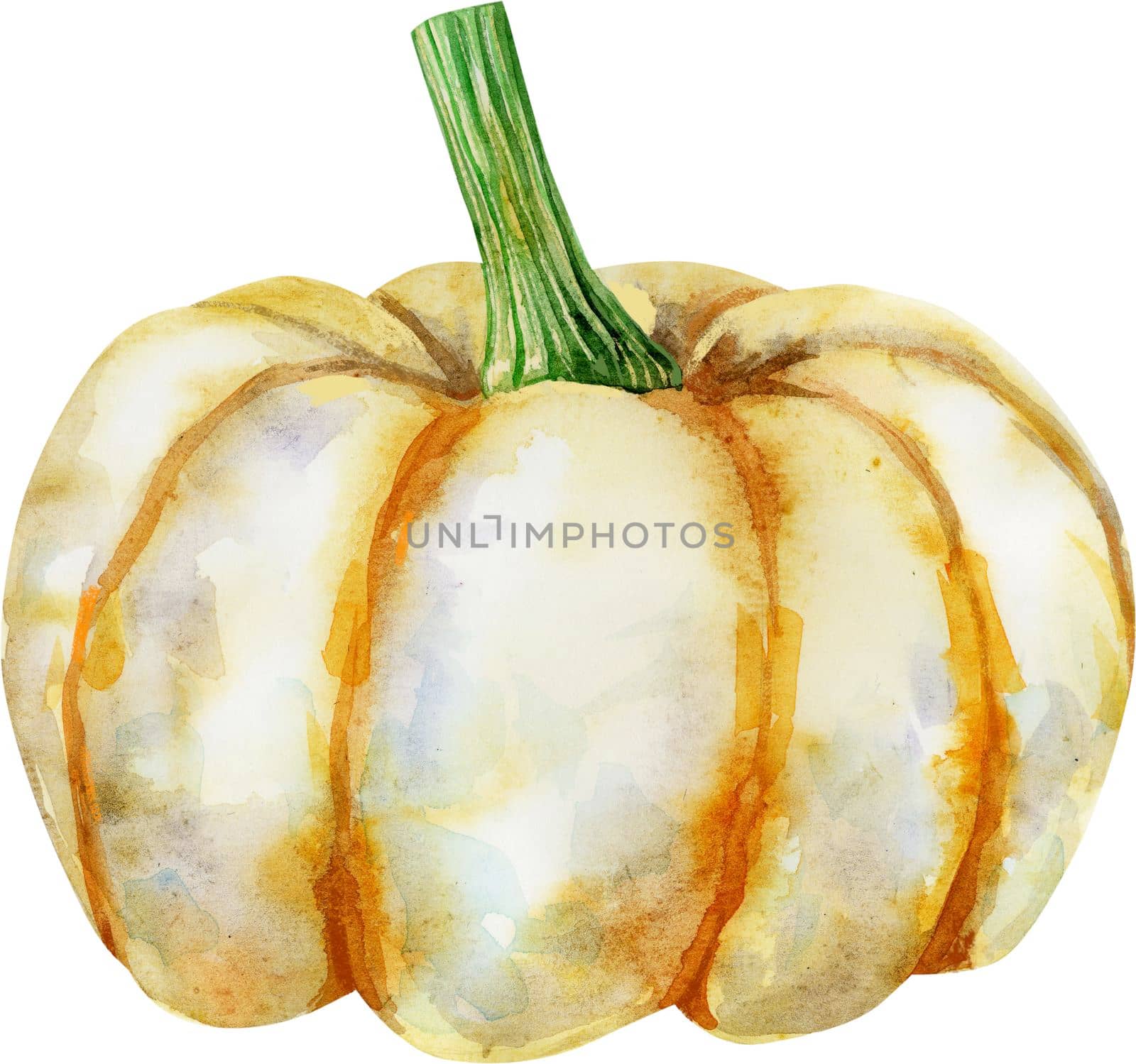 Watercolor handraw illustration white autumn ripe pumpkin