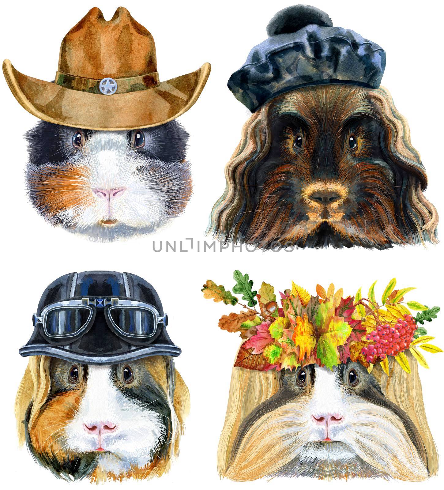 Watercolor portraits of Guinea Pigs on white background by NataOmsk