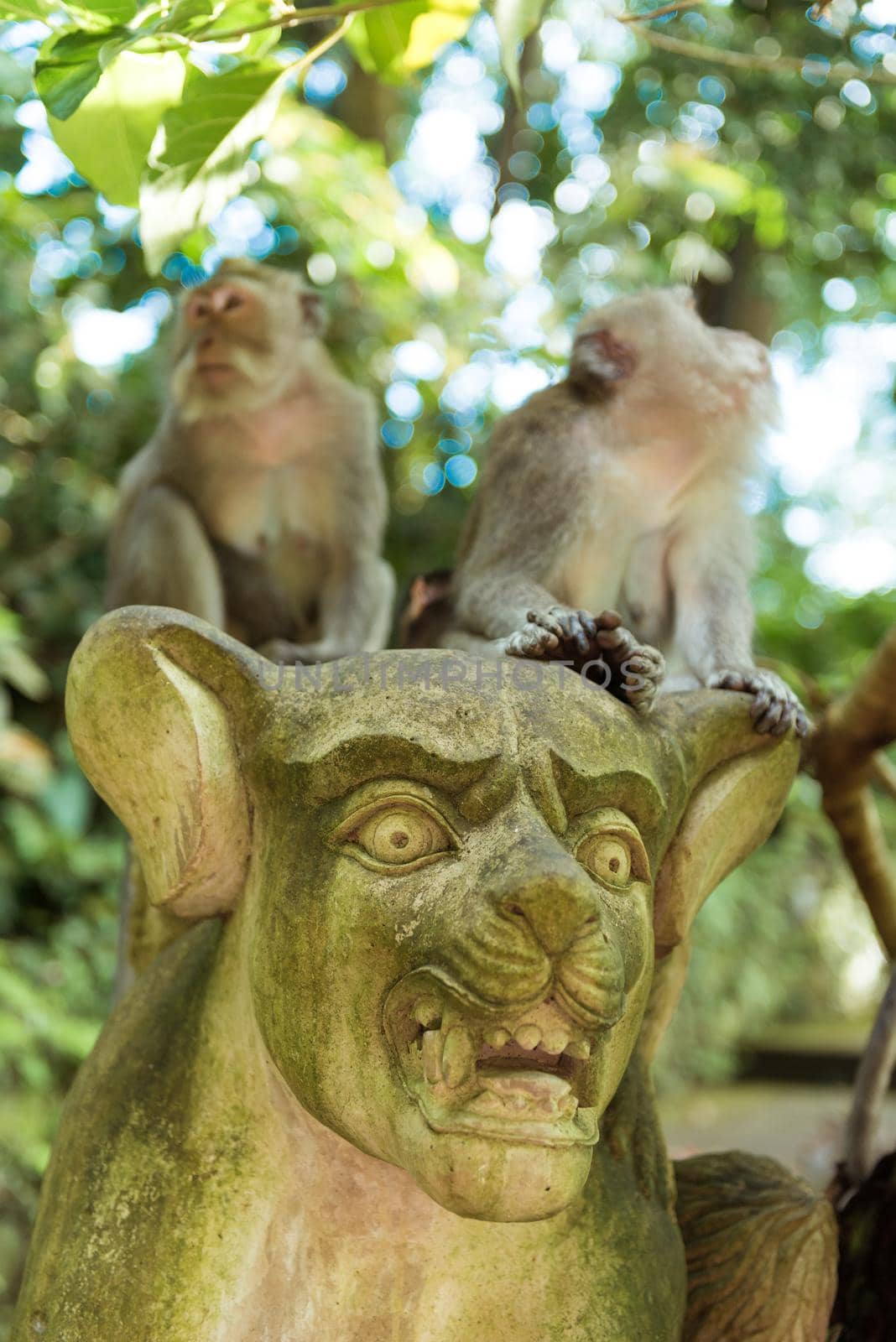 Monkeys at sacred monkey forest Ubud Bali Indonesia