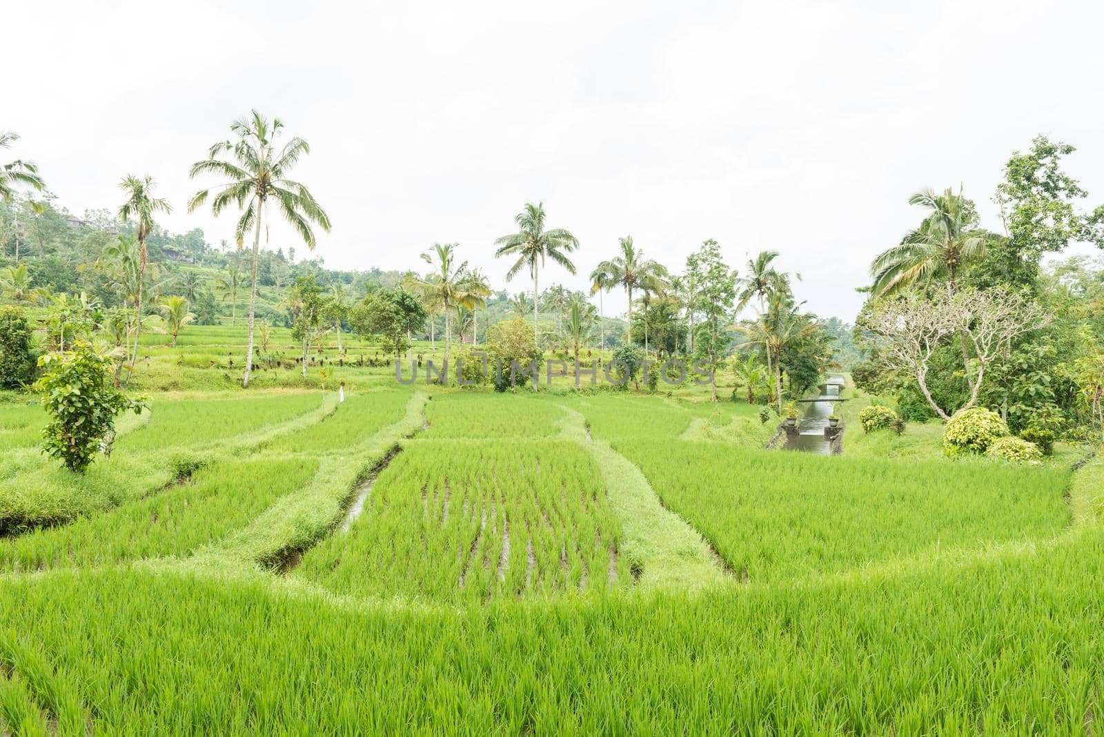 Rice paddies of Bali on the cloudy overcast day with a little rain