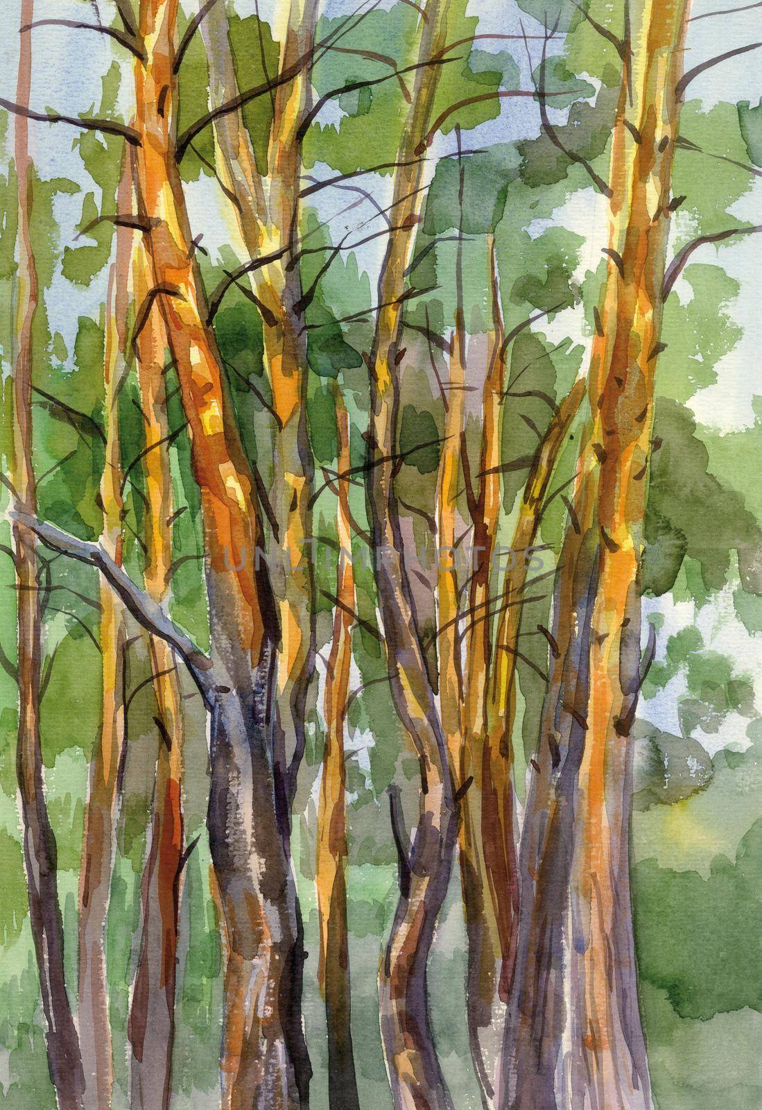 Pine forest watercolor landscape by NataOmsk