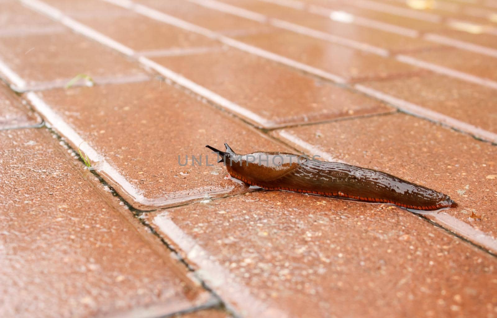 slug crawling along the path in the rain on gloomy autumn day