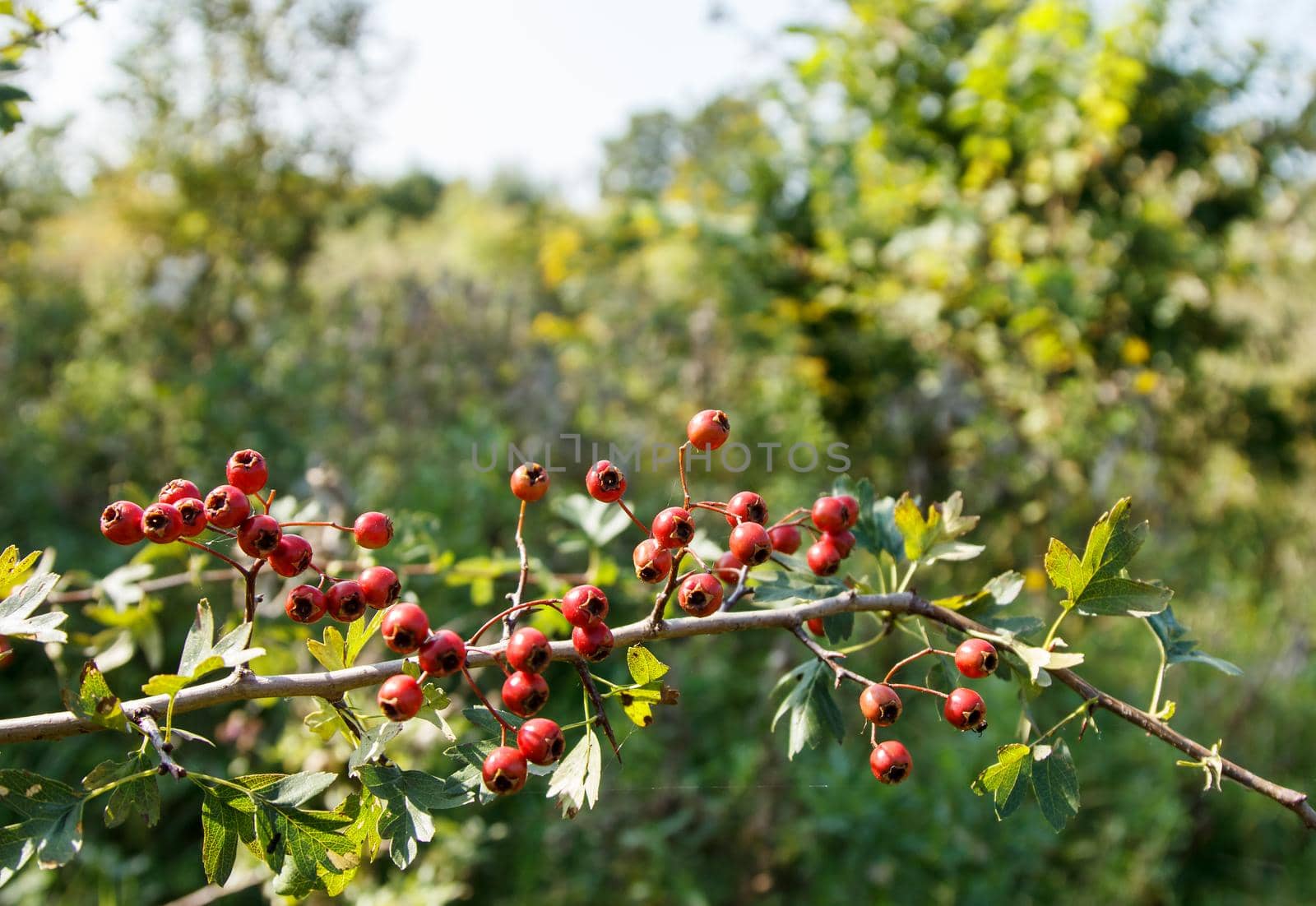 hawthorn fruit in the field on sunny autumn day. outdoor closeup