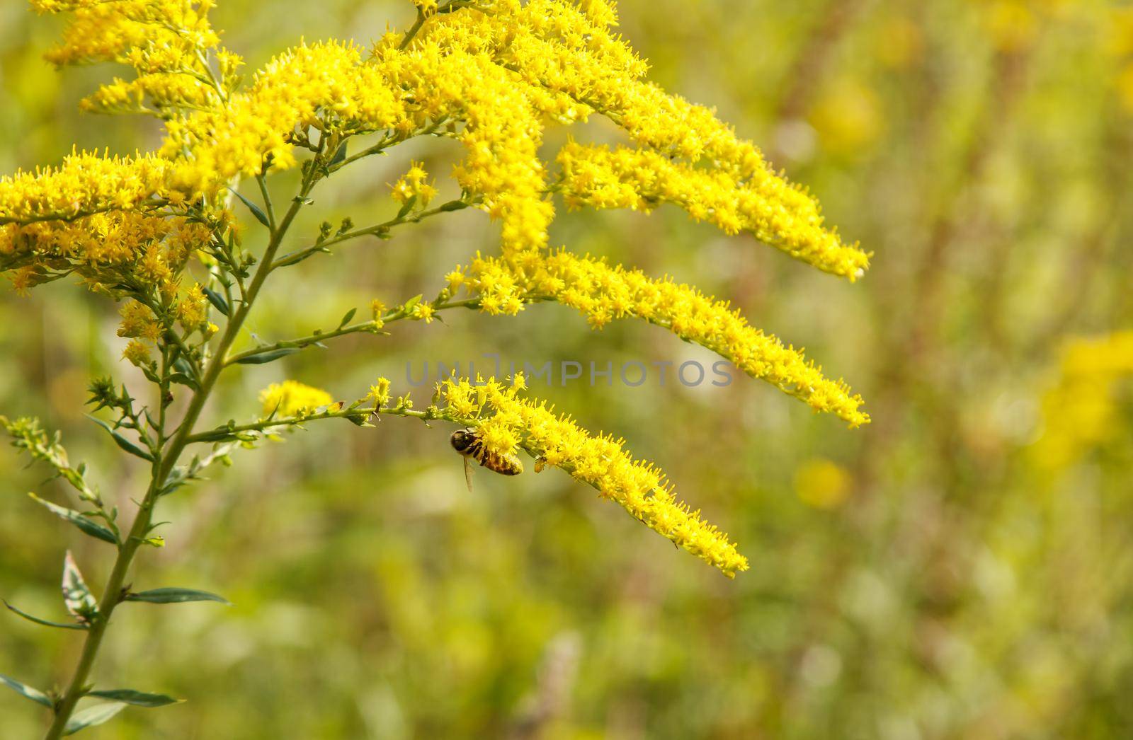 field with blooming goldenrod on sunny autumn day
