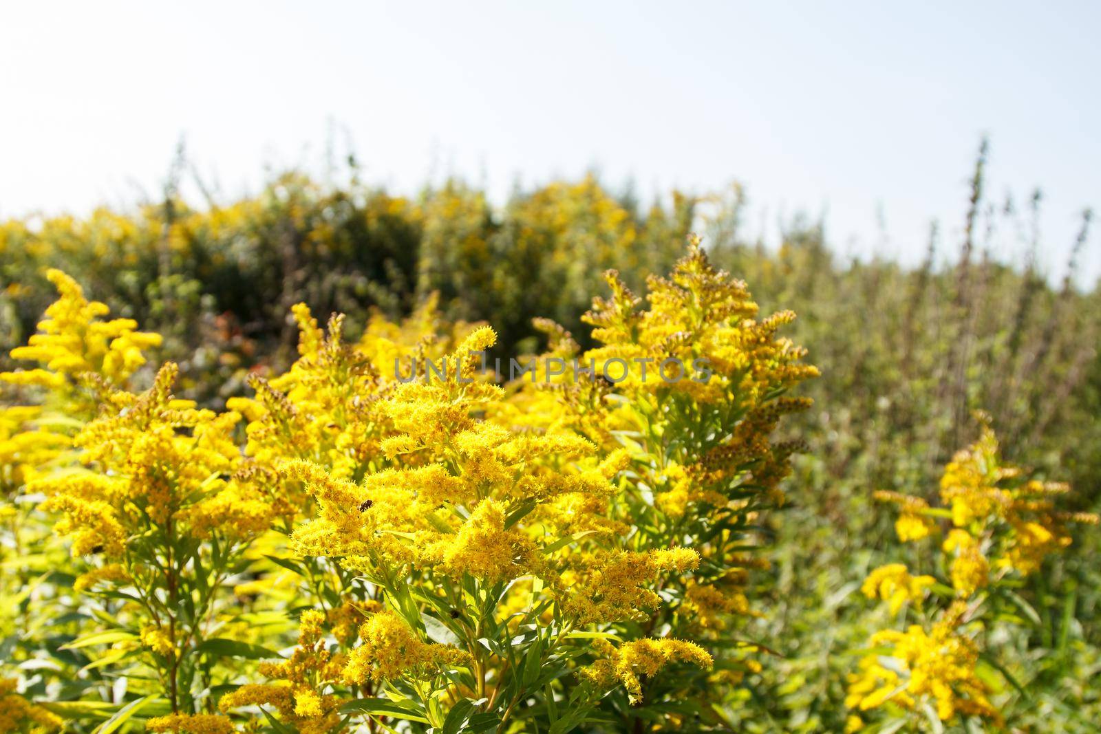 field with blooming goldenrod by raddnatt