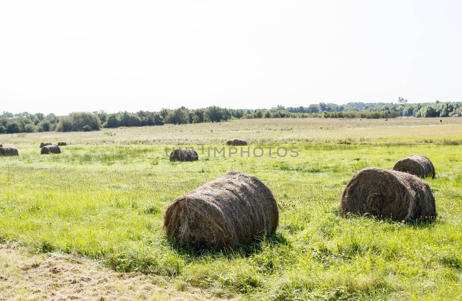field with bales of harvested hay on sunny autumn day