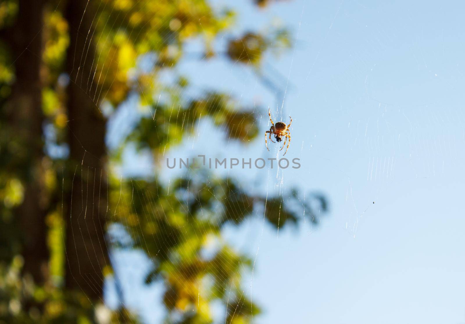 spider sits on the web on sunny day. outdoor closeup