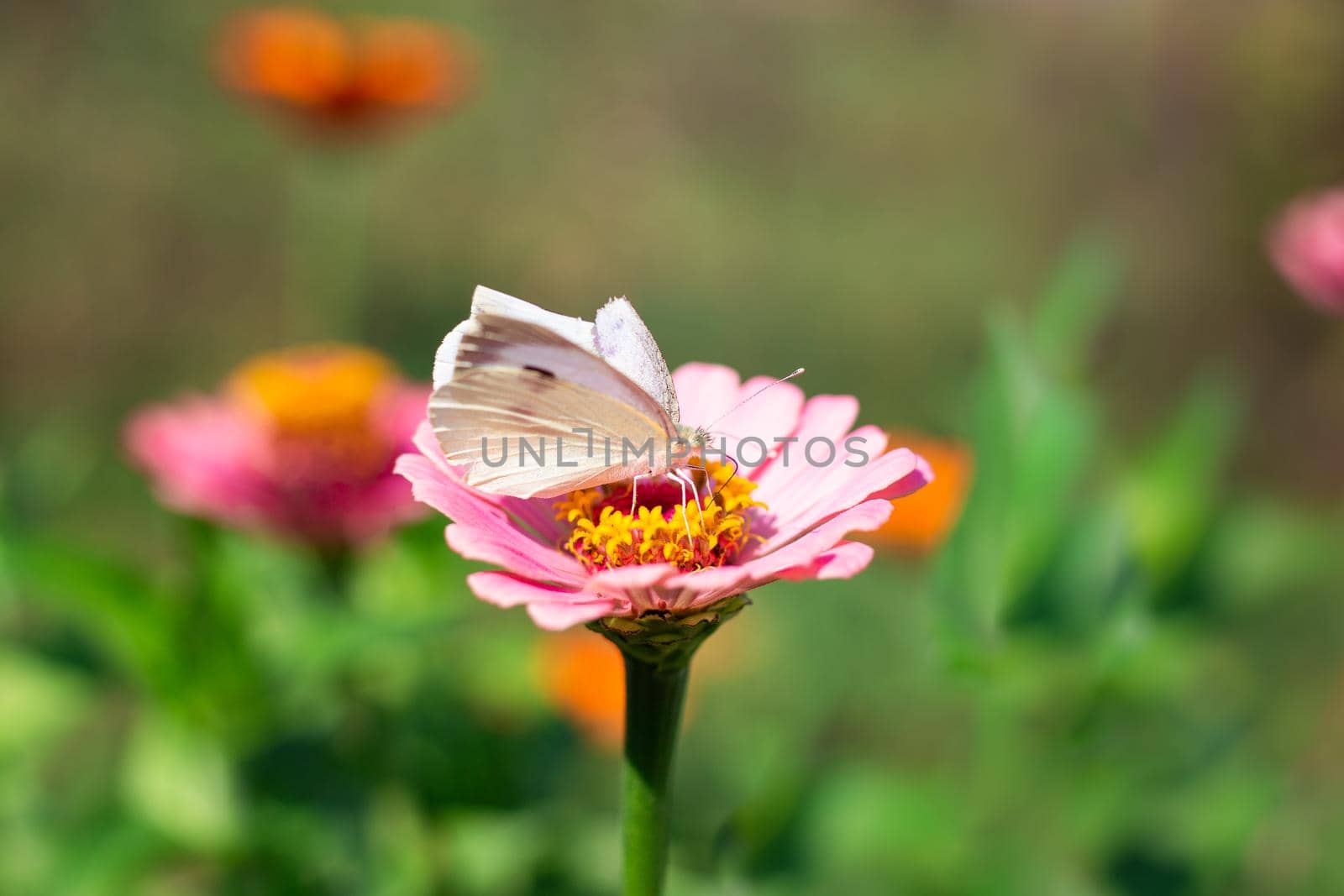 White butterfly on a zinnia flower. Beauty of nature.