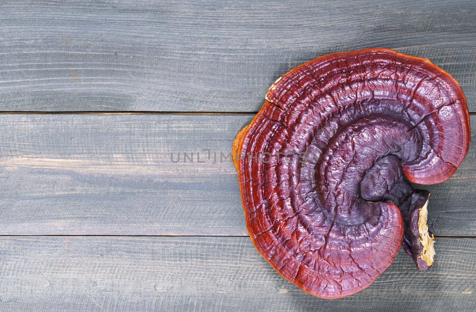 Close up of Ling zhi mushroom, Ganoderma lucidum mushroom on wooden floor