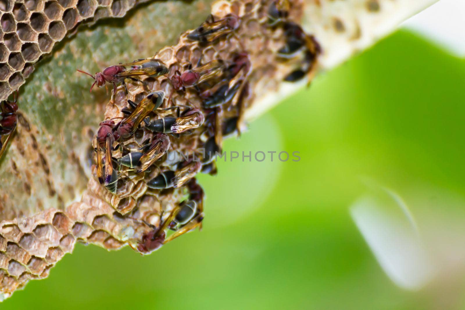 wasp and wasp nest in nature by stoonn