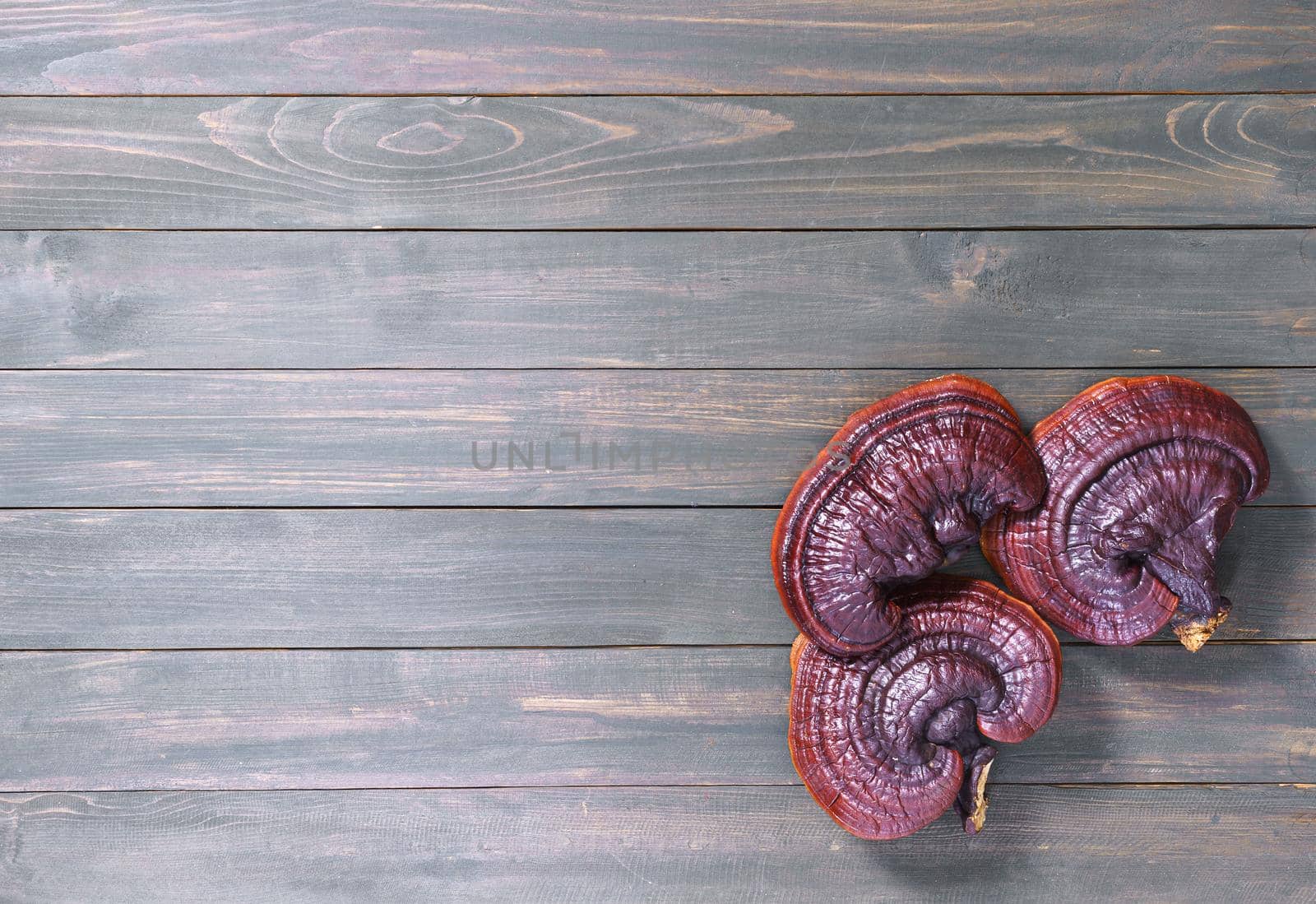 Ganoderma lucidum mushroom on wooden floor by stoonn