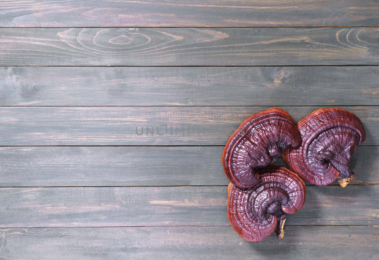 Close up of Ling zhi mushroom, Ganoderma lucidum mushroom on wooden floor