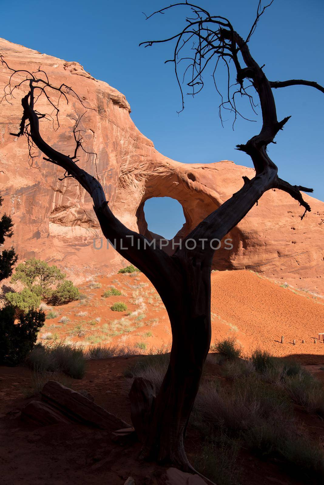 Silhouette of tree scarecrow with natural arch in Monument Valley. Vertical crop