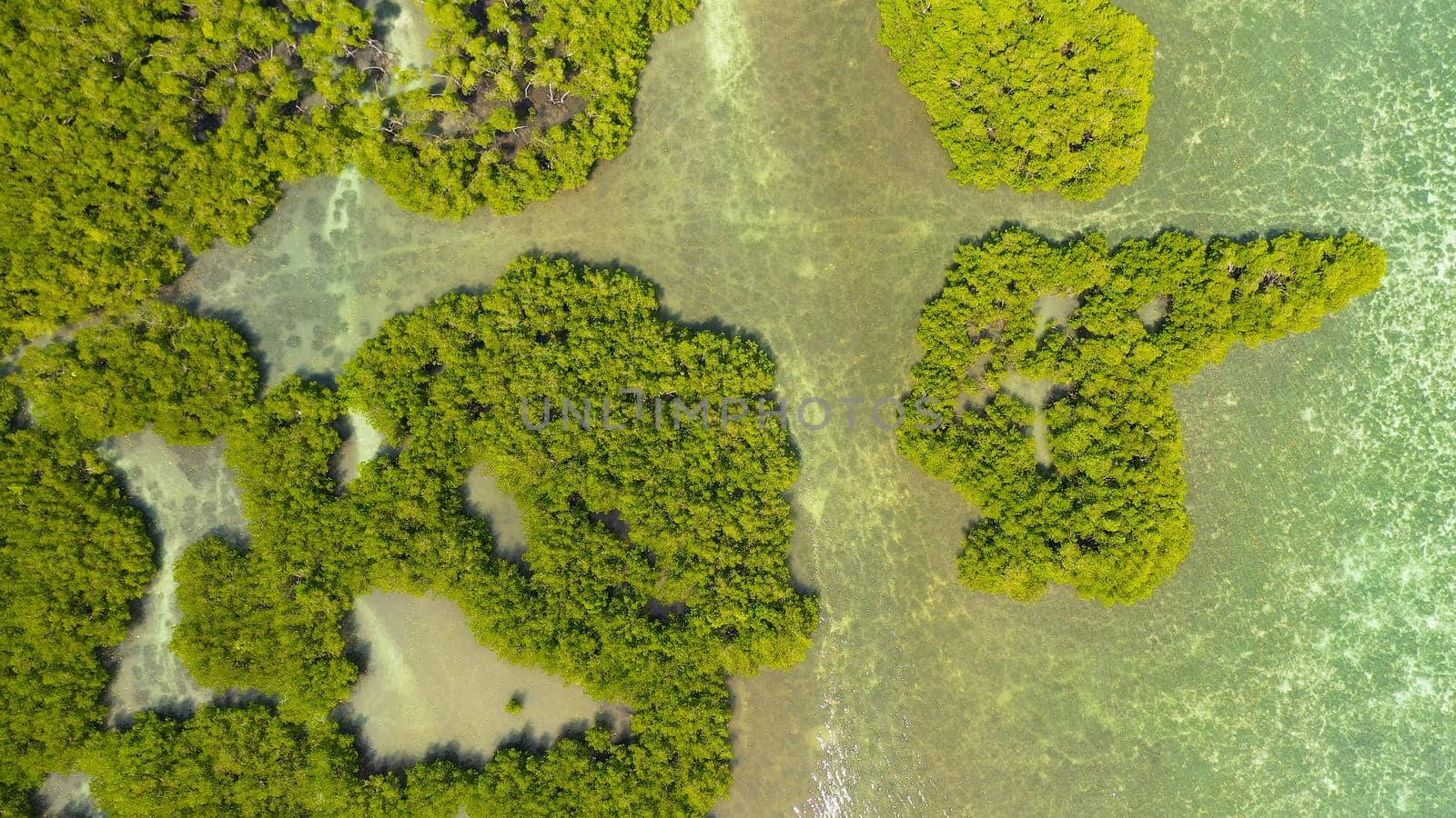 Tropical mangrove green tree forest view from above, trees, river. Mangrove landscape, Ecosystem and healthy environment concept. Bohol,Philippines.