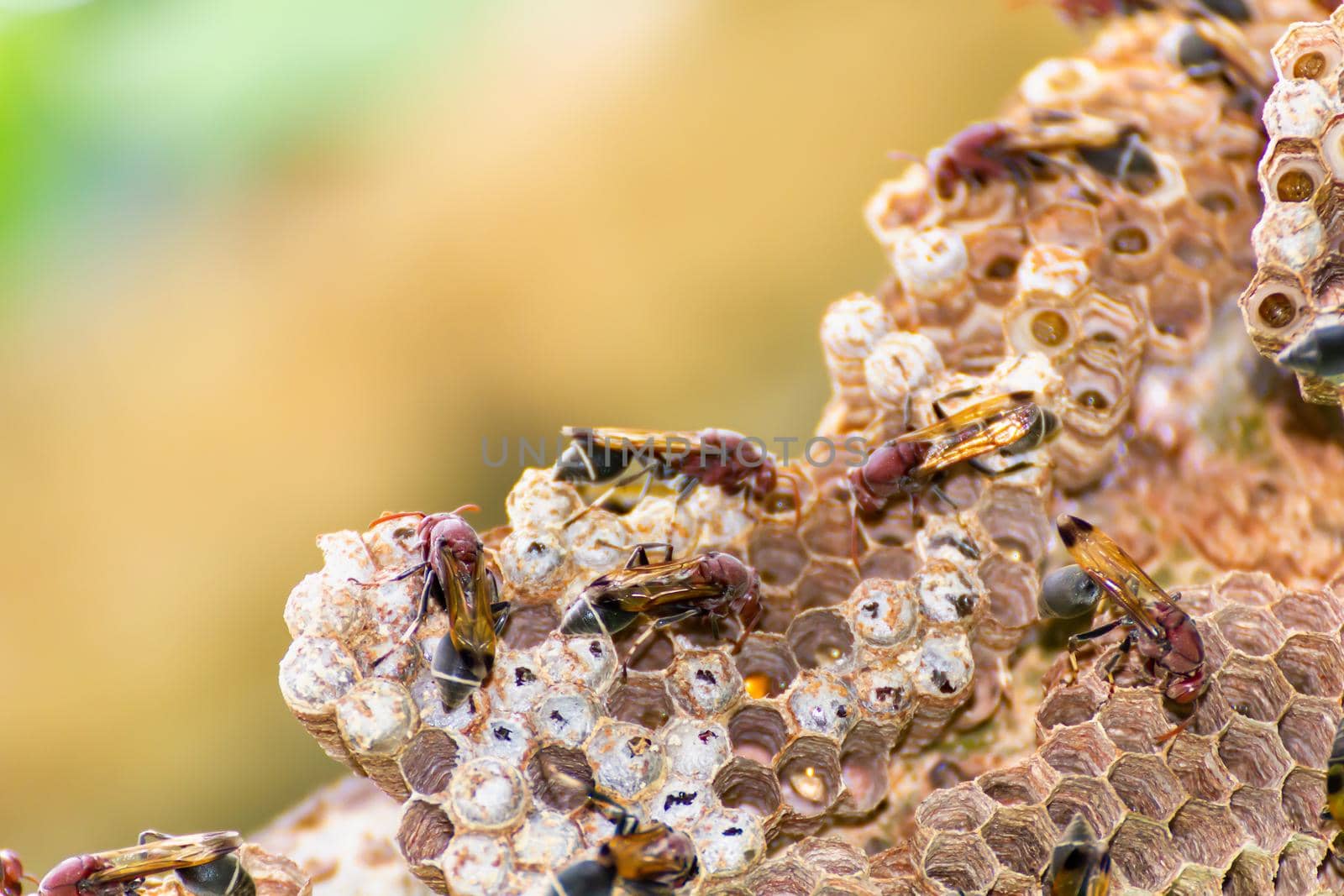 Close-up of wasp and wasp nest with eggs and larvae in nature