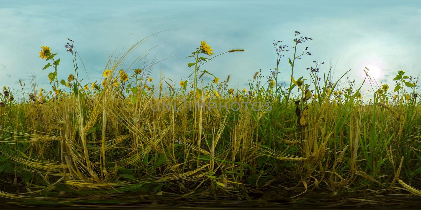 Field with yellow sunflowers and Golden ears of wheat on a summer day. 360VR.
