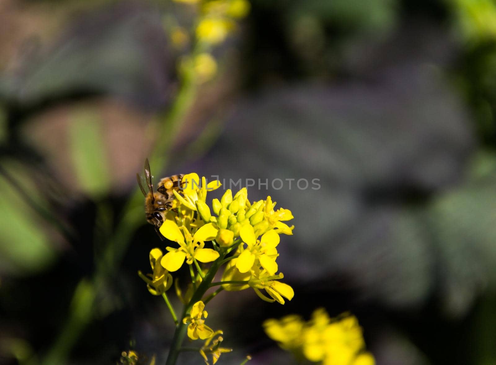 a close up of a bee on flowered mustard by GabrielaBertolini