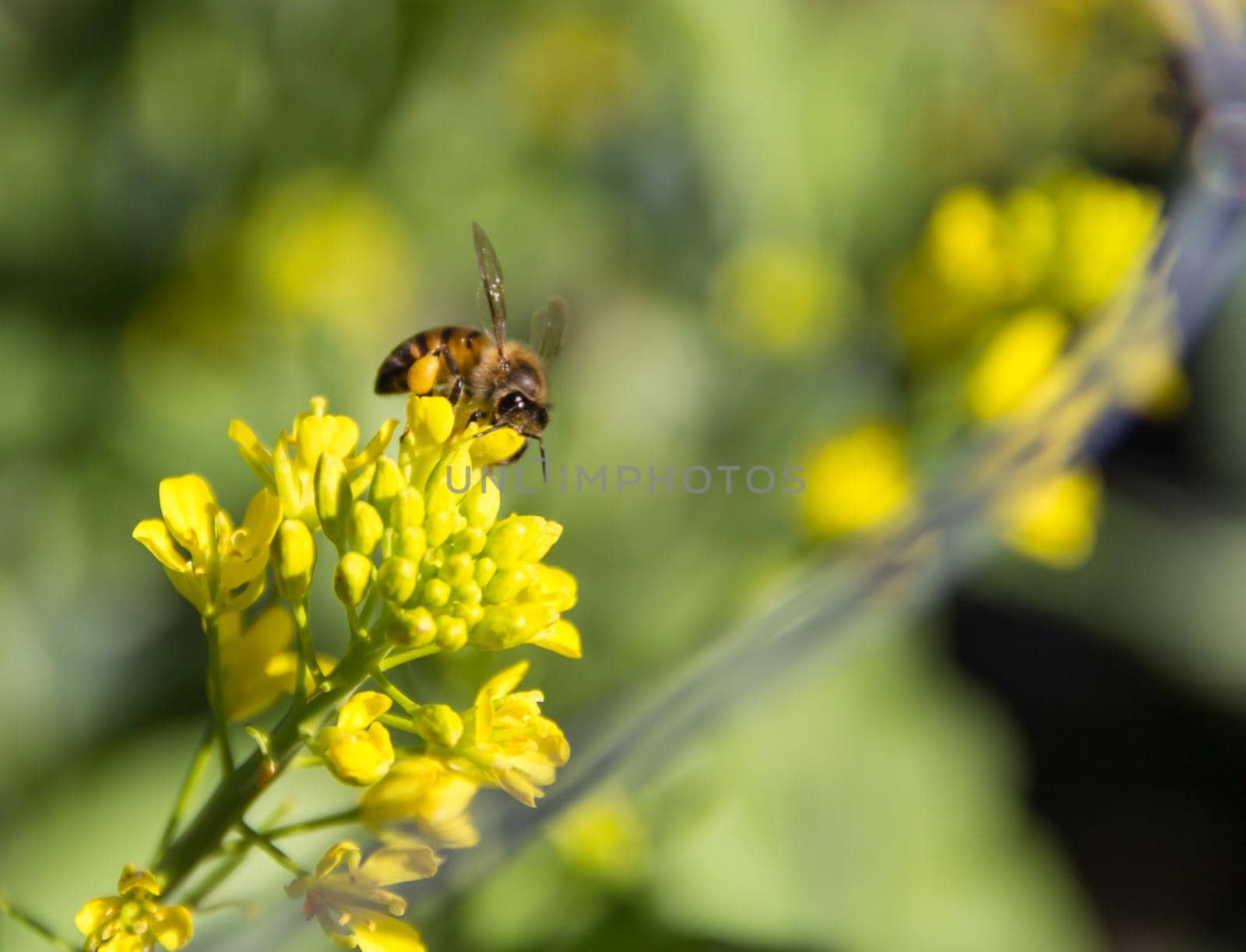 a close up of a bee on flowered mustard by GabrielaBertolini