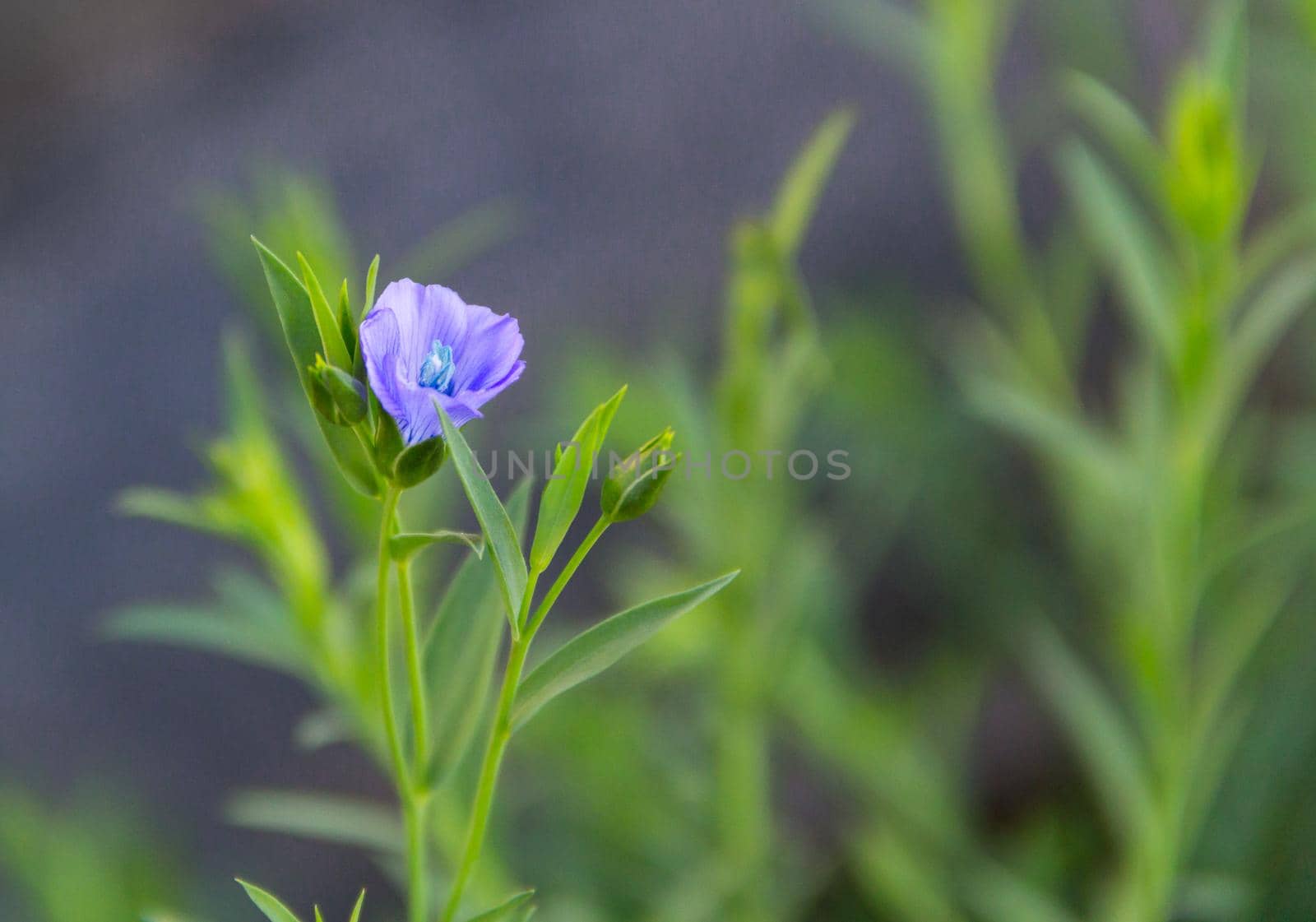 a budding blue flax flower in spring by GabrielaBertolini