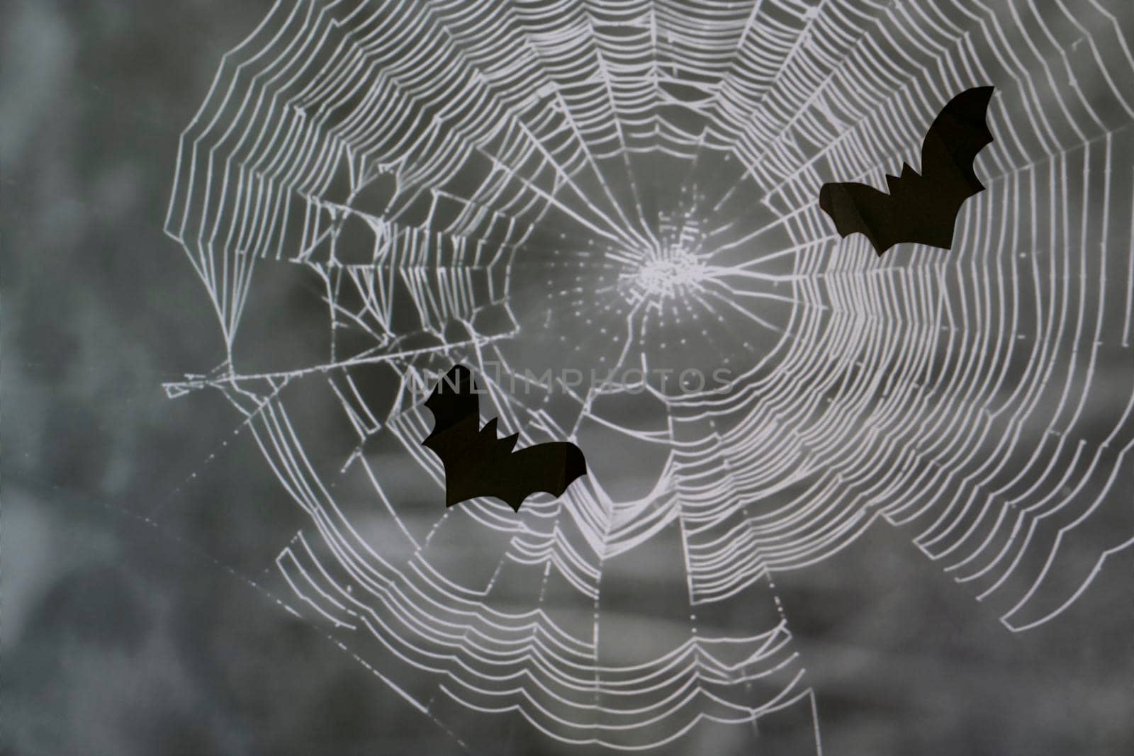 Black bats on background of white cobwebs at Halloween night. Halloween concept.