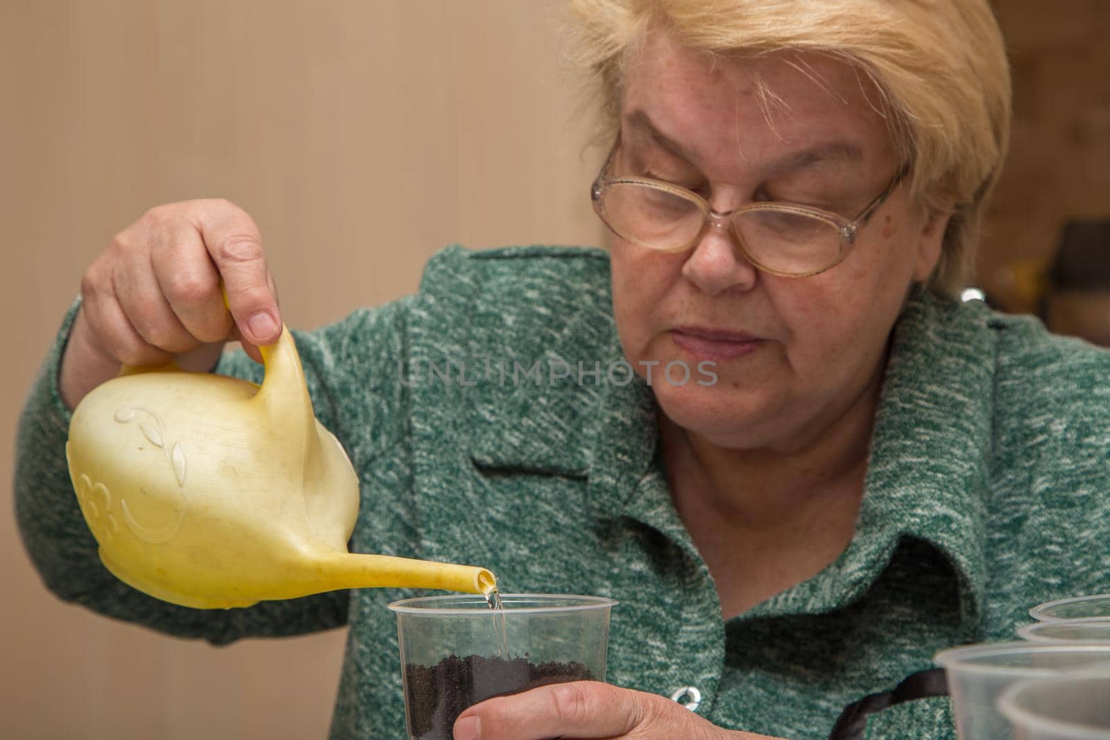 An elderly woman close-up pours the ground in a pot from a watering can. The concept of agriculture, farming, growing vegetables. Young green seedlings of vegetable plants.