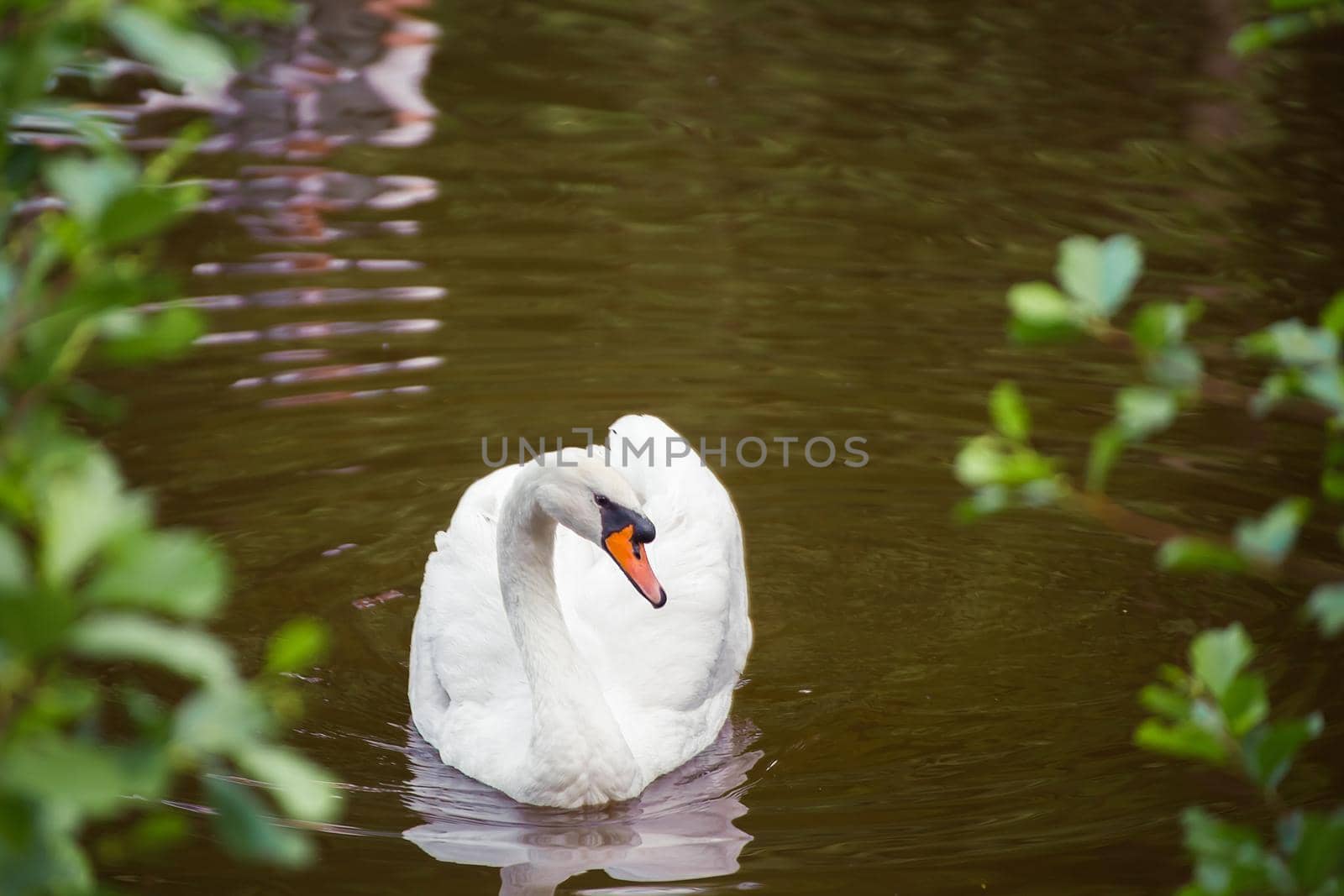 Close-up of a white swan swimming near the shore and looking into the camera. Natural photography with wild birds. Beauty in nature. Warm spring day