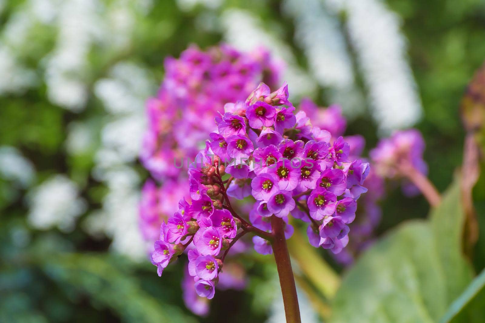 Inflorescence of lilac flowers against a background of green and white plants. There is copy space. Beauty in nature, flowering plant in spring or summer. Defocusing the background.