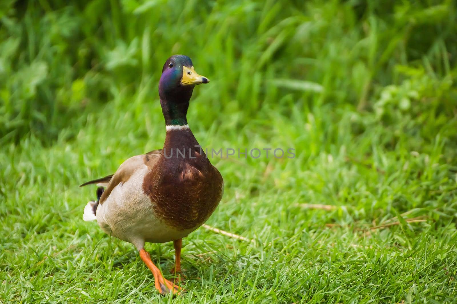 A close-up mallard duck with a green head walks in the grass on the shore. Natural photography with wild birds. Beauty in nature. Warm spring day