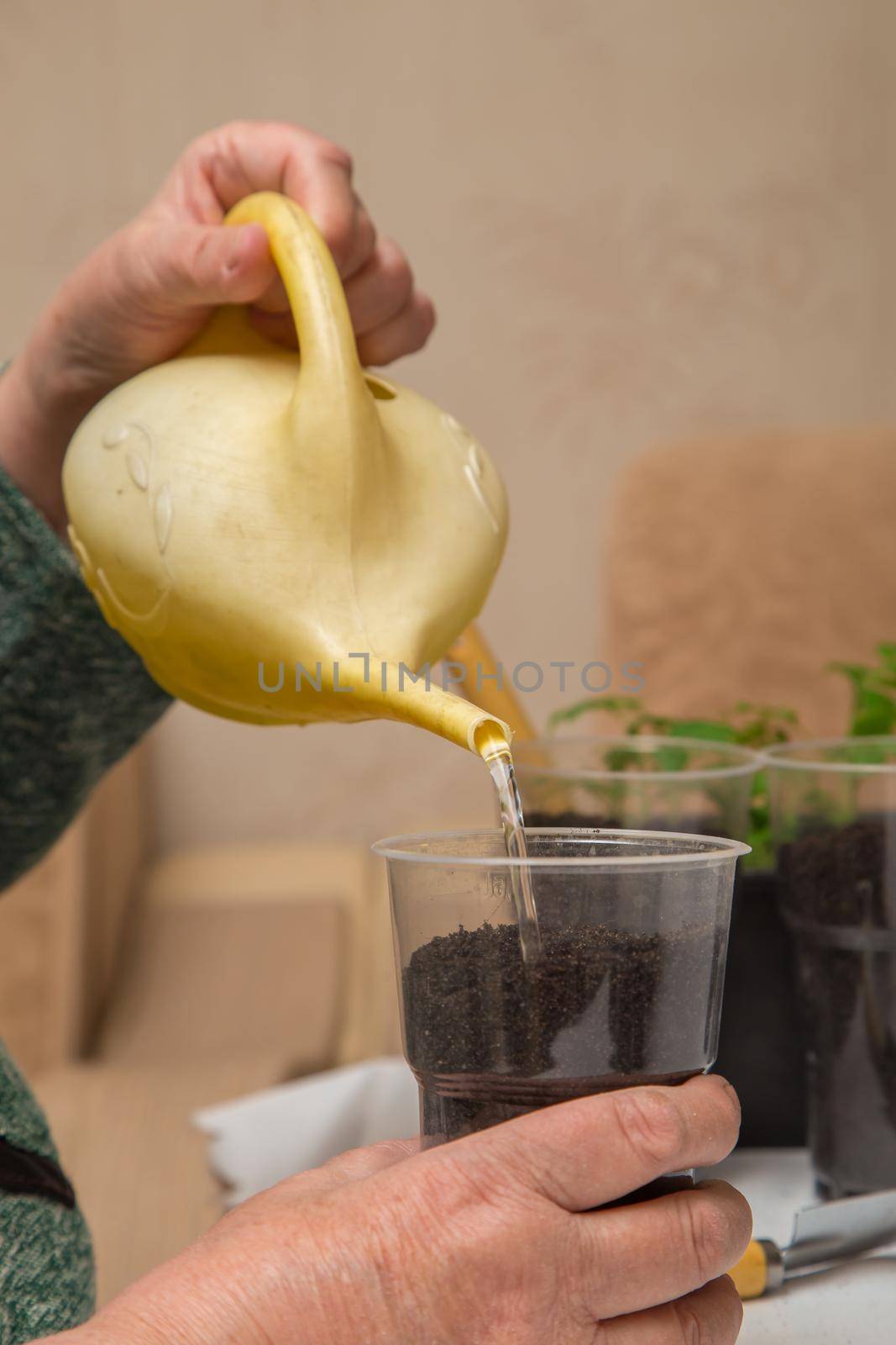 Close-up of a female hand pours the ground in a pot from a watering can. The concept of agriculture, farming, growing vegetables. Young green seedlings of vegetable plants.