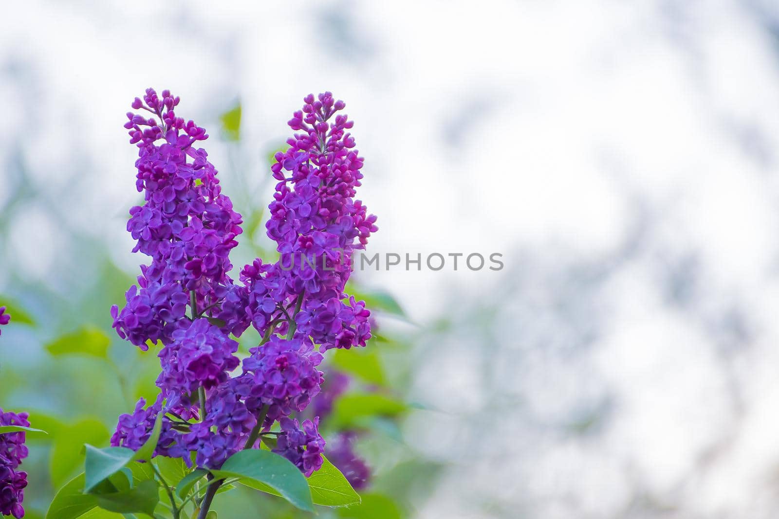 Lilac flowers with green leaves on a light background. There is copy space. Beauty in nature, flowering plant in spring or summer. Defocusing the background.
