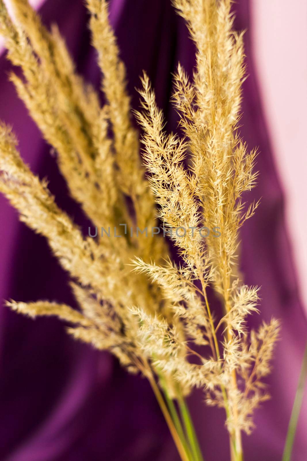 Pampas grass on a colored background. a fluffy twig. Background for advertising and presentation. Selective Focus