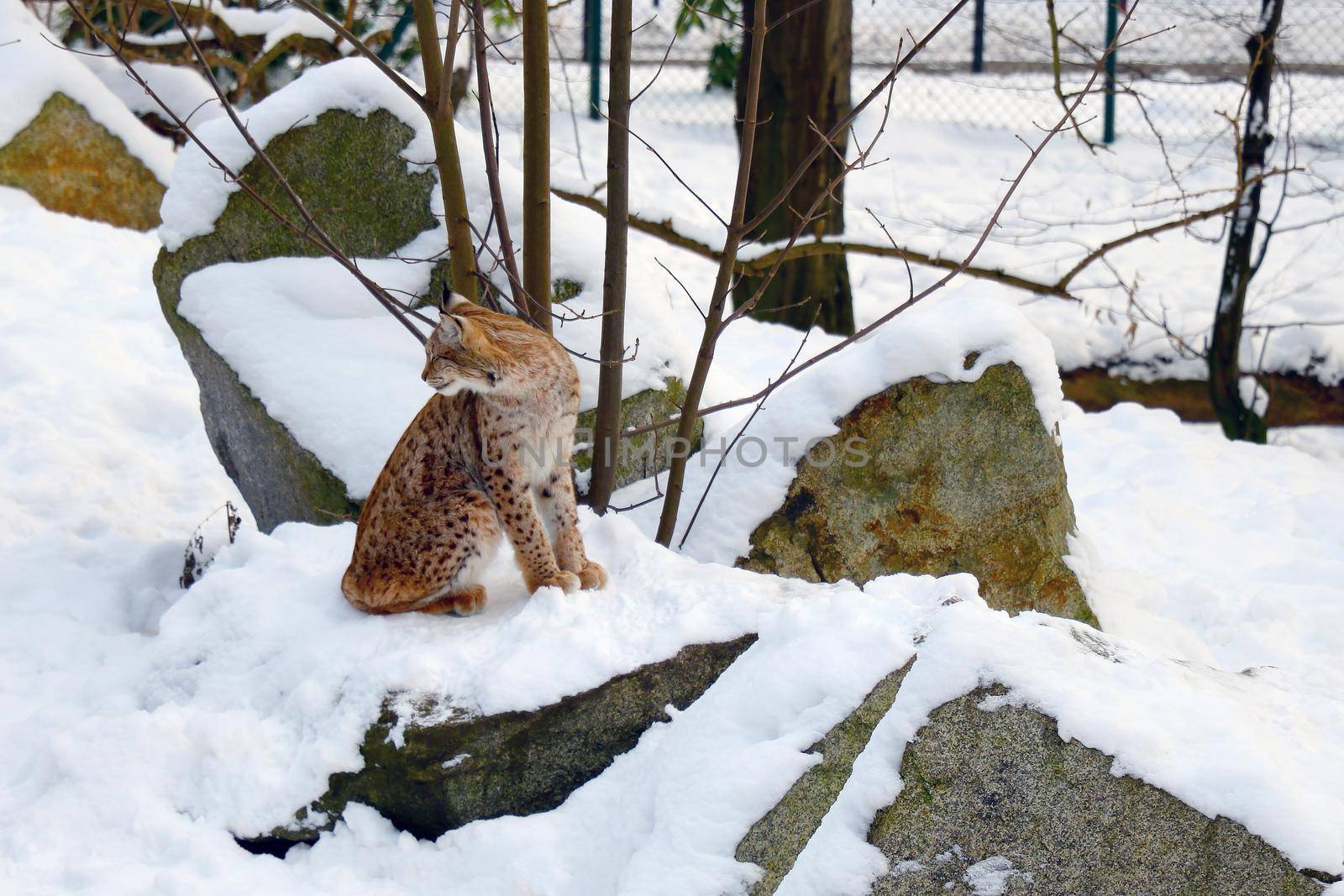 Close-up on the lynx that sits on a rock in winter. by kip02kas