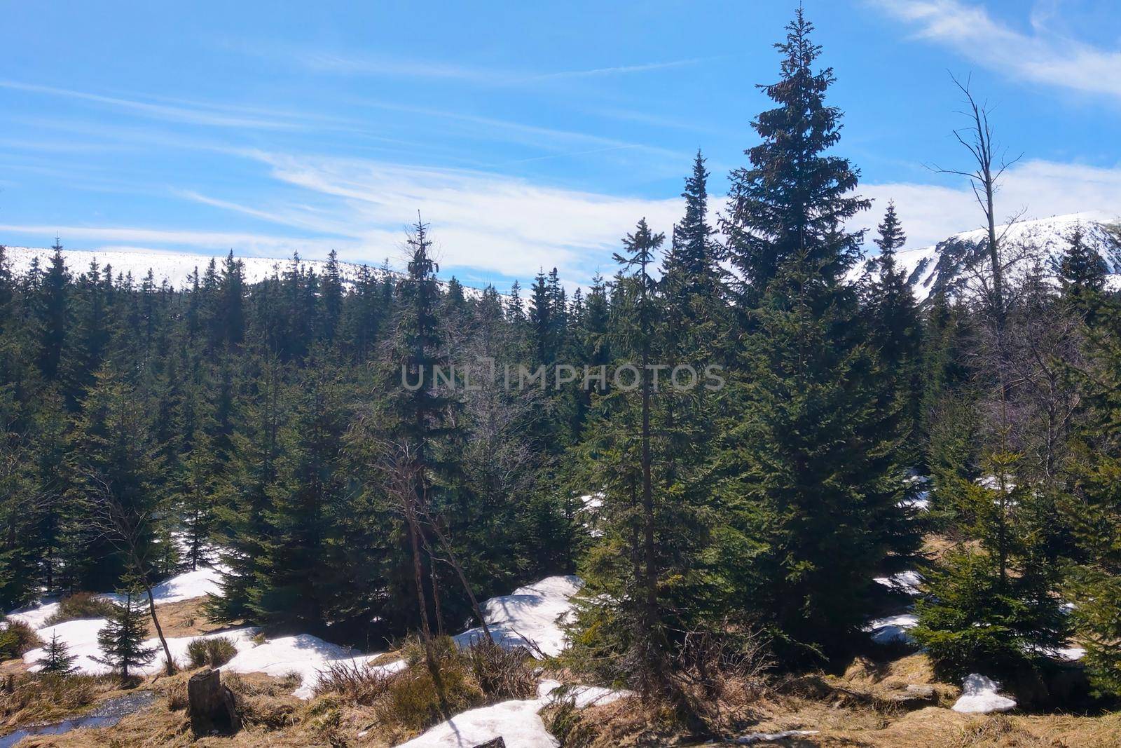 Small spruces with snow on the ground on a sunny autumn day. by kip02kas