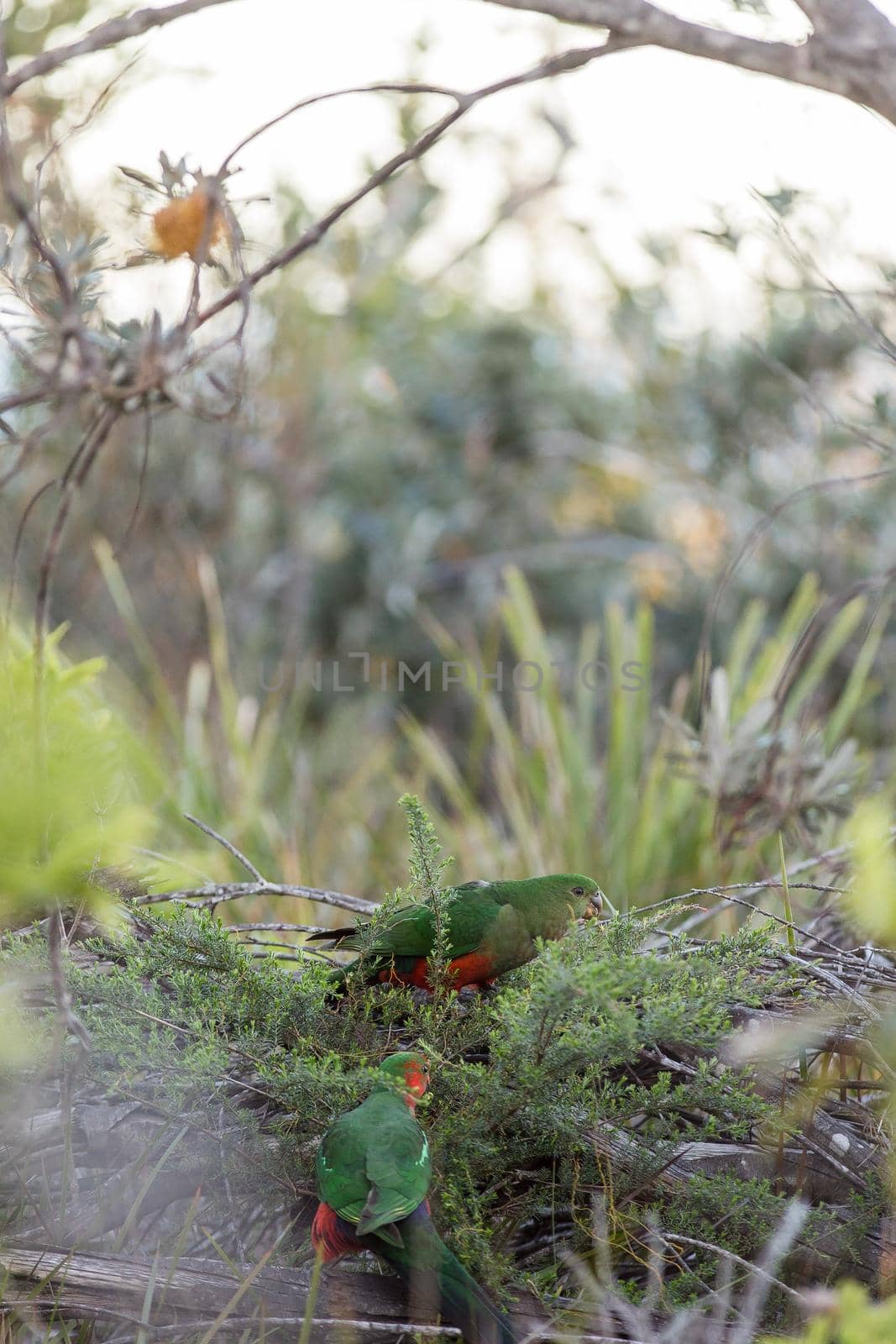 Australian King Parrot Perched in tree. High quality photo