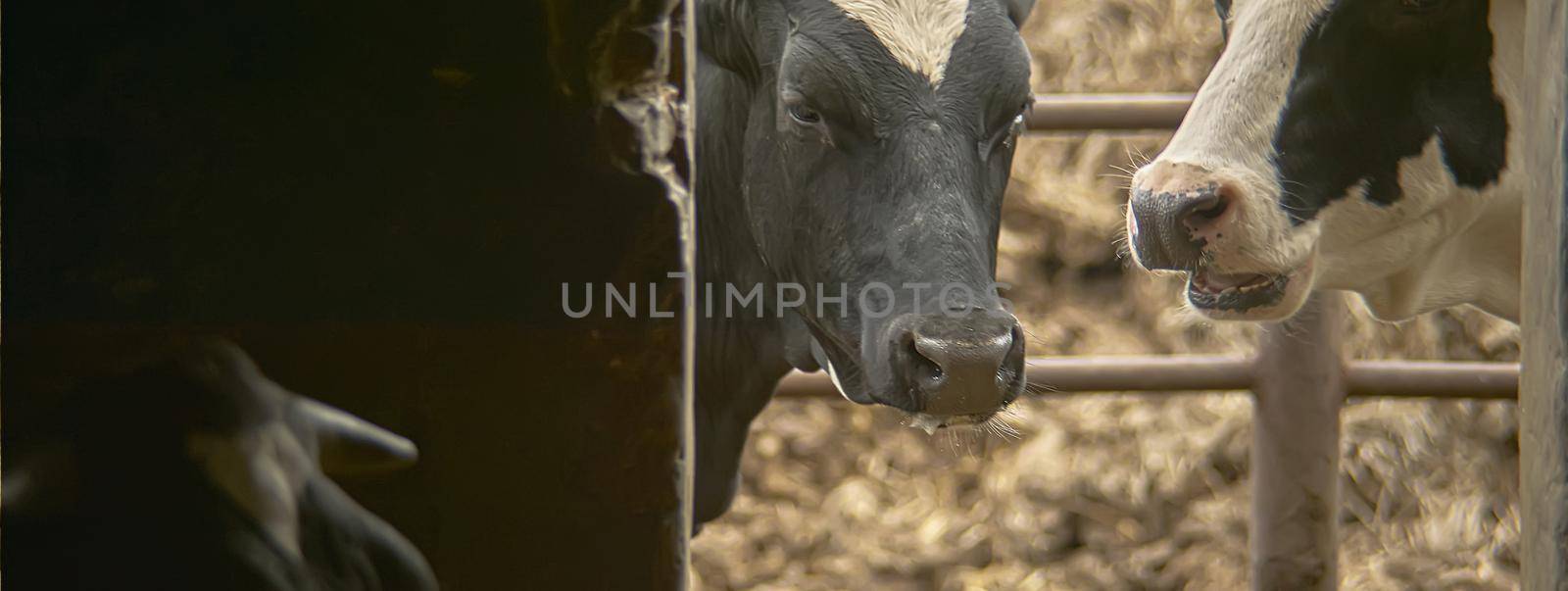 Cows breeding detail, banner image with copy space