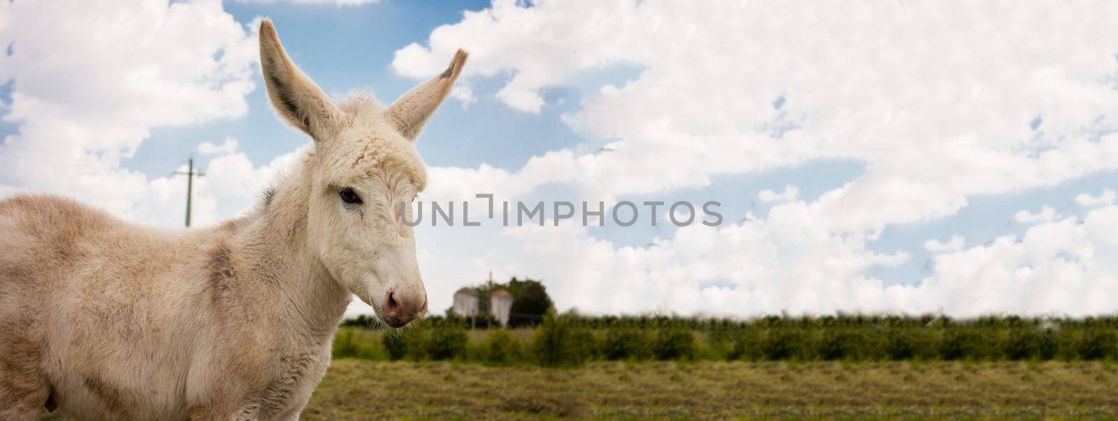 Donkey countryside banner, banner image with copy space