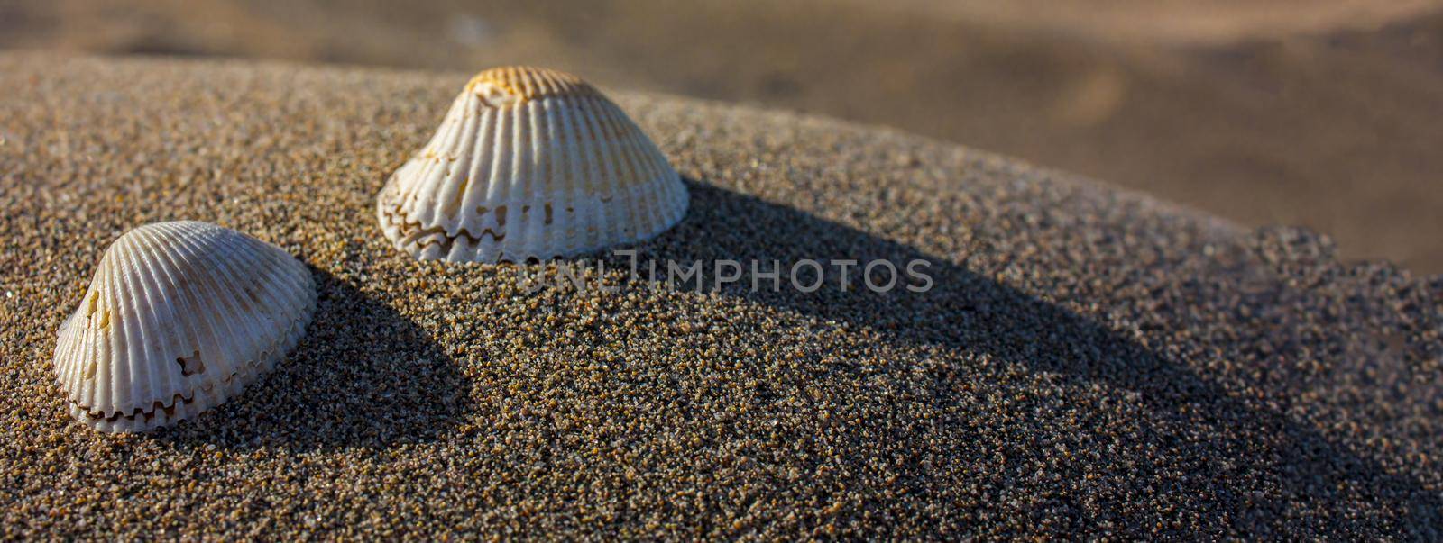 Seashells on the sand, banner image with copy space