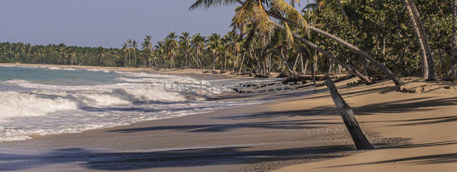 Caribbean beach palm trees banner by pippocarlot