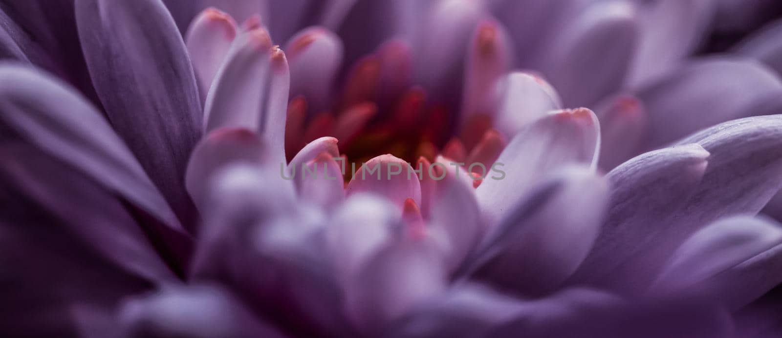 Flora, branding and love concept - Purple daisy flower petals in bloom, abstract floral blossom art background, flowers in spring nature for perfume scent, wedding, luxury beauty brand holiday design