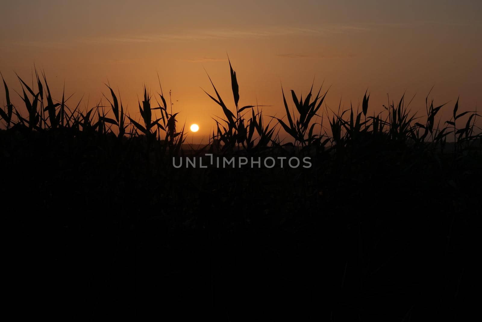 Colourful sunset with reeds in the foreground by Luise123