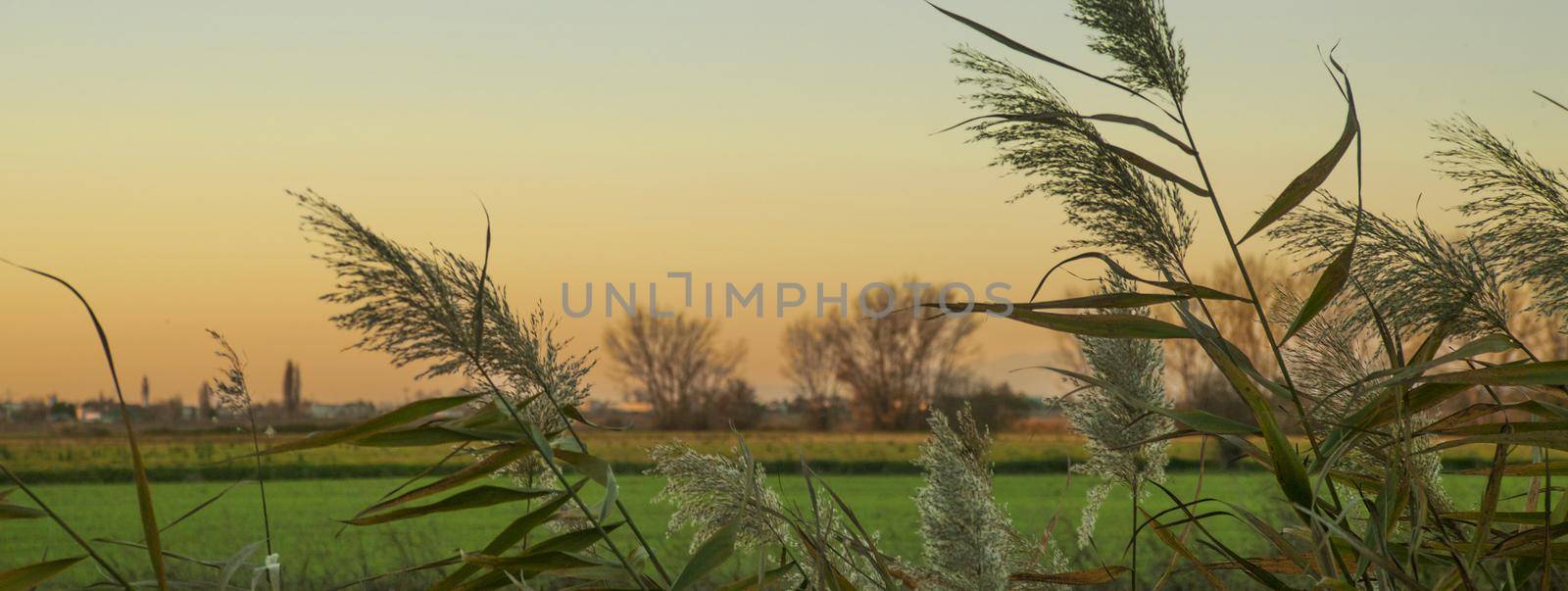 Grass ditch sunset, banner image with copy space