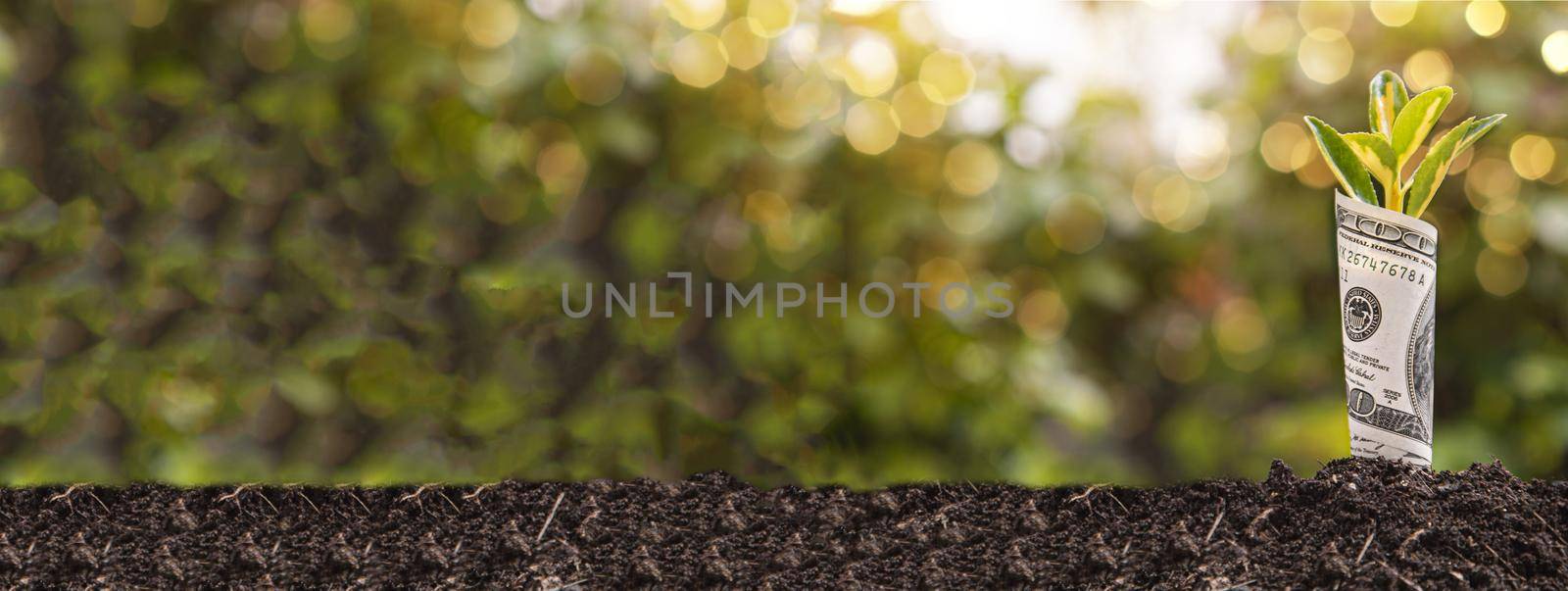 Economic Growth symbol one hundred dollar bill with a plant or leaf growing out of the earth with blurred green background, banner image with copy space