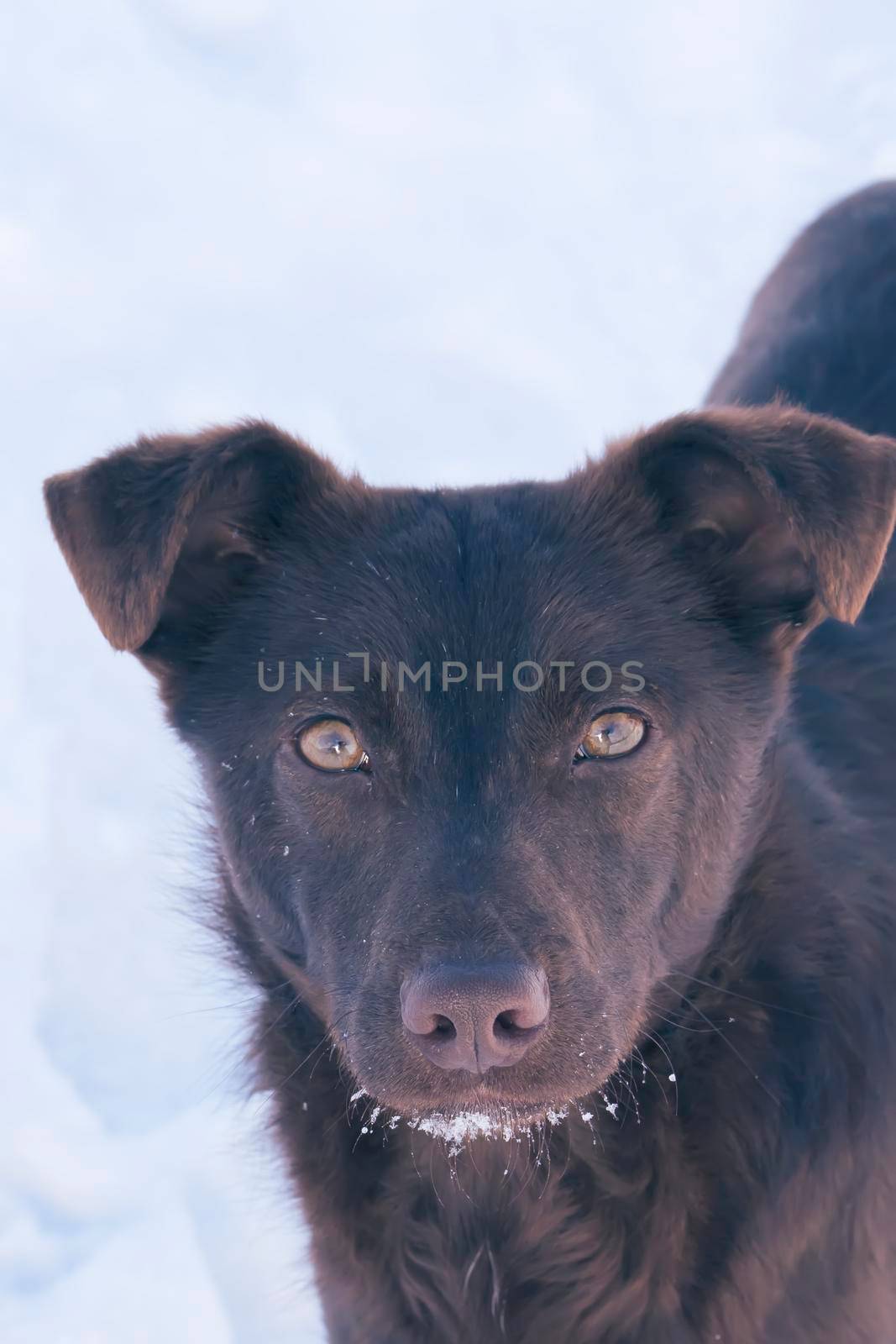 A dog outdoors