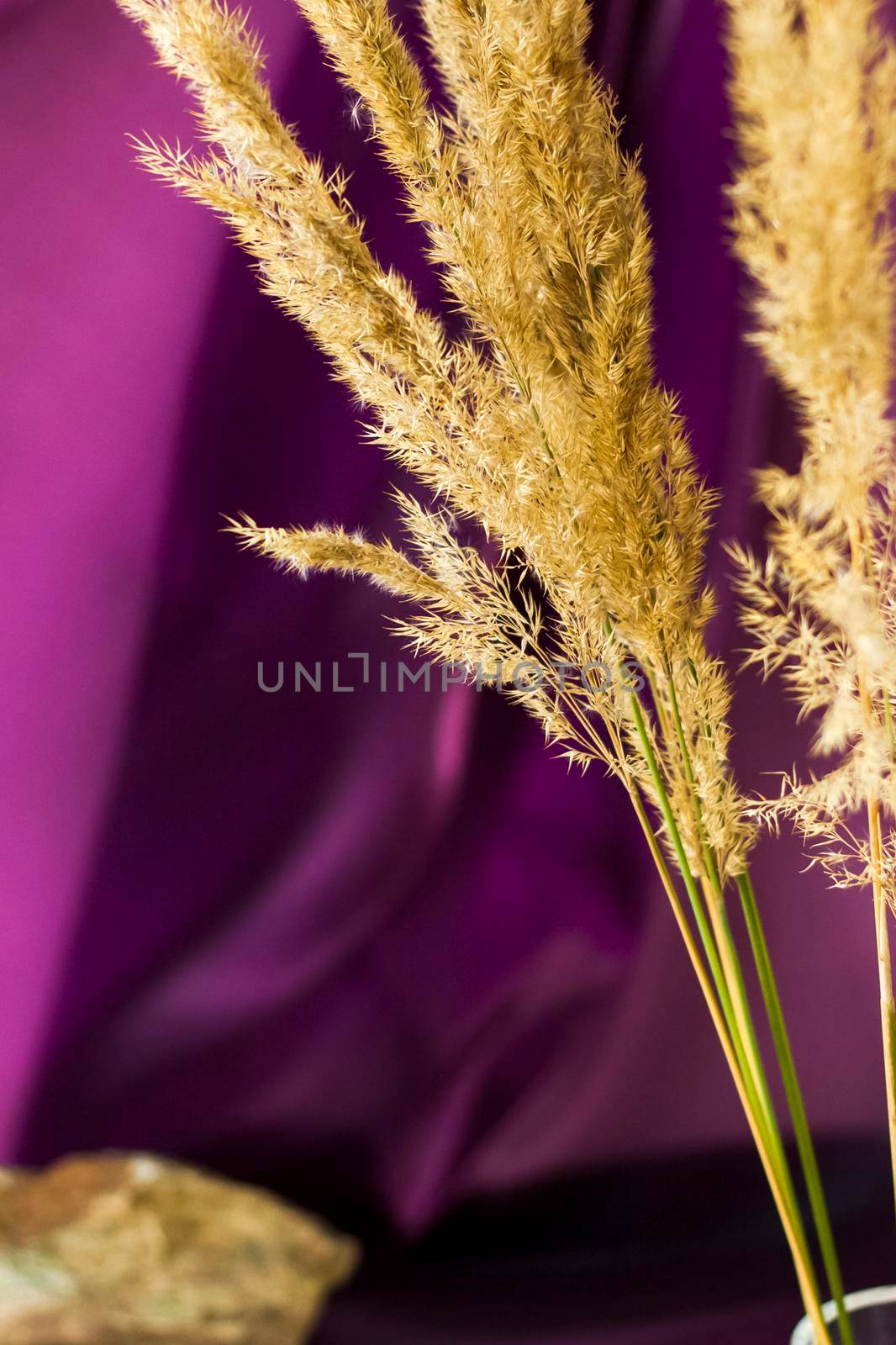 Pampas grass on a colored background. a fluffy twig. Background for advertising and presentation. Selective Focus