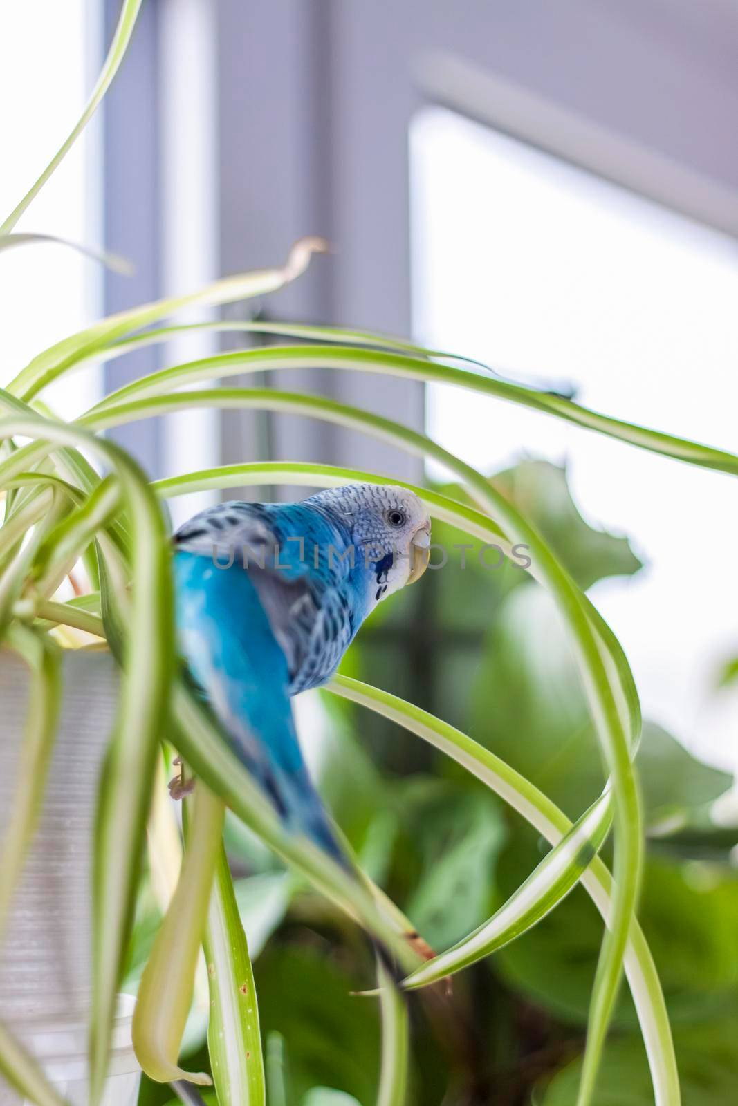 A beautiful blue budgie sits without a cage on a house plant. Tropical birds at home.  by Alina_Lebed