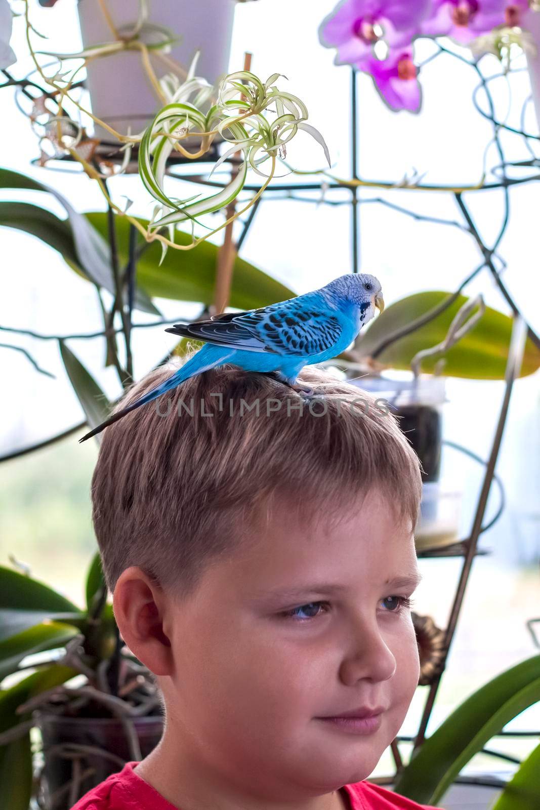 A beautiful blue budgie sits on the head of a child. Tropical birds at home. Feathered pets at home.