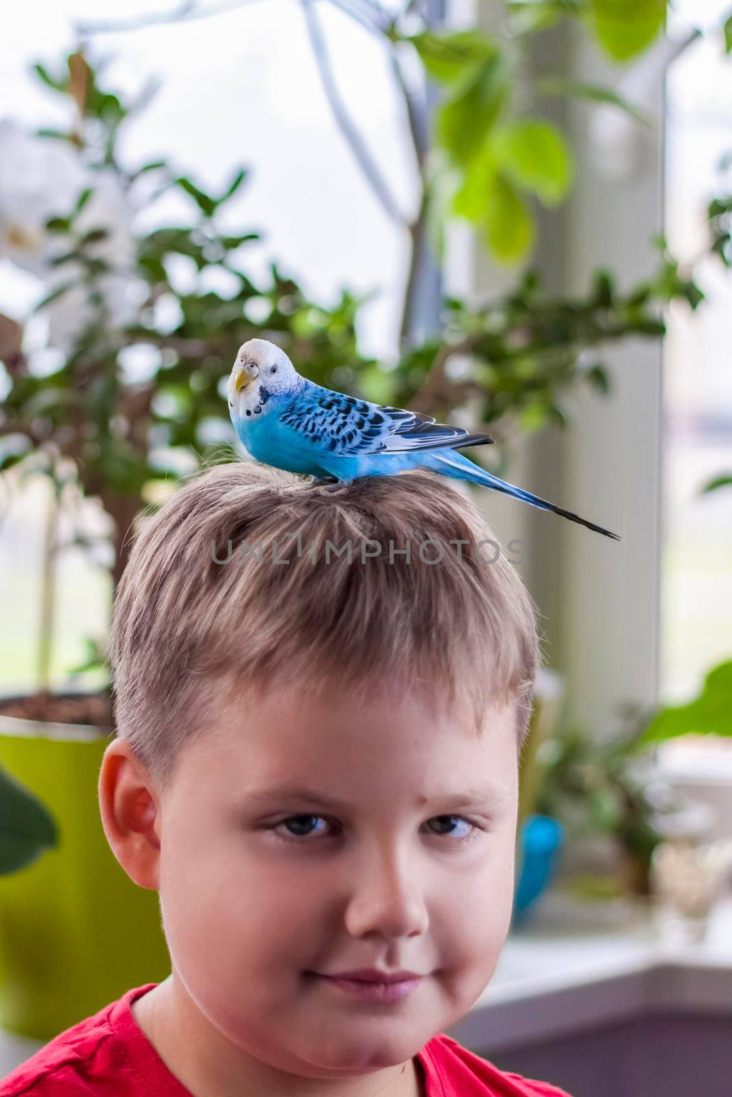 A beautiful blue budgie sits on the head of a child. Tropical birds at home. by Alina_Lebed