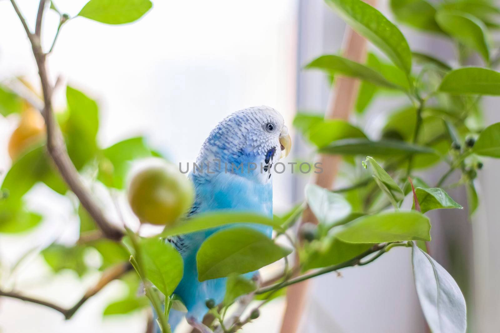 A beautiful blue budgie sits without a cage on a house plant. Tropical birds at home.  by Alina_Lebed