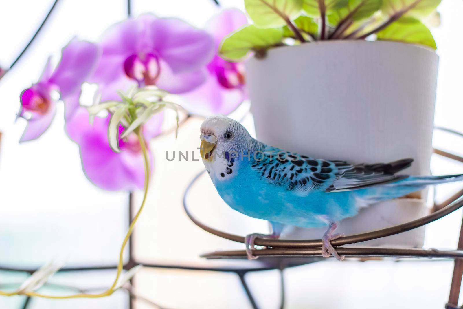 A beautiful blue budgie sits without a cage on a house plant. Tropical birds at home.  by Alina_Lebed
